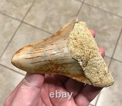 Pretty 4.54 x 3.77 Indonesian Megalodon Shark Tooth Fossil SEE ALL PICS