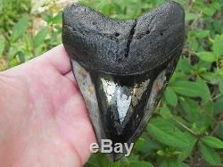 Pyrite and Orange Calcite Megalodon Fossil Shark Tooth Teeth