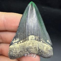 QUALITY Megalodon Shark Tooth Fossil 2.24 Peace River, Florida