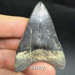 QUALITY Megalodon Shark Tooth Fossil 2.24 Peace River, Florida