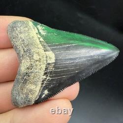 QUALITY Megalodon Shark Tooth Fossil 2.24 Peace River, Florida