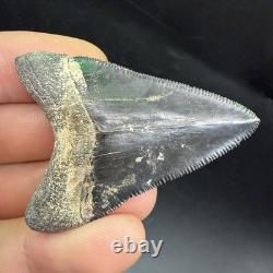 QUALITY Megalodon Shark Tooth Fossil 2.24 Peace River, Florida