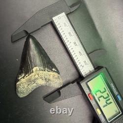 QUALITY Megalodon Shark Tooth Fossil 2.24 Peace River, Florida