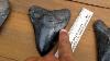 Qualities To Look At When Buying Megalodon Shark Teeth Megateeth Com