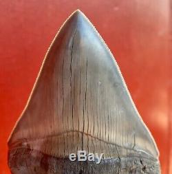 Quality Aurora Megalodon Shark Tooth, Pliocene North Carolina