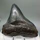 Rarely Offered Deformed 4.24 Fossil Megalodon Shark Tooth Usa