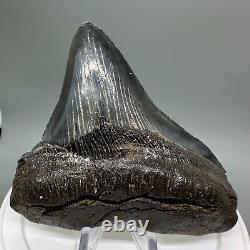 RARELY Offered DEFORMED 4.24 Fossil MEGALODON Shark Tooth USA