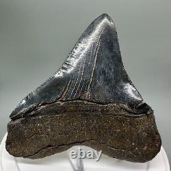 RARELY Offered DEFORMED 4.24 Fossil MEGALODON Shark Tooth USA