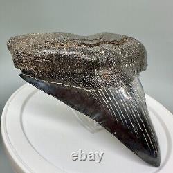 RARELY Offered DEFORMED 4.24 Fossil MEGALODON Shark Tooth USA