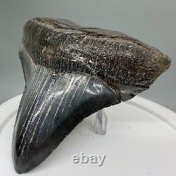 RARELY Offered DEFORMED 4.24 Fossil MEGALODON Shark Tooth USA