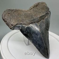 RARELY Offered DEFORMED 4.24 Fossil MEGALODON Shark Tooth USA