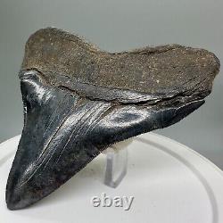 RARELY Offered DEFORMED 4.24 Fossil MEGALODON Shark Tooth USA