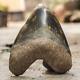 Rarenatural 5.1 Fossil Megalodon Shark Tooth Indonesia Black Megalodon Tooth