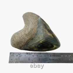 RARENatural 5.1 Fossil Megalodon Shark Tooth Indonesia Black Megalodon Tooth