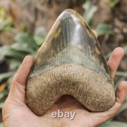 RARENatural 5.1 Fossil Megalodon Shark Tooth Indonesia Black Megalodon Tooth