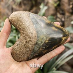 RARENatural 5.1 Fossil Megalodon Shark Tooth Indonesia Black Megalodon Tooth