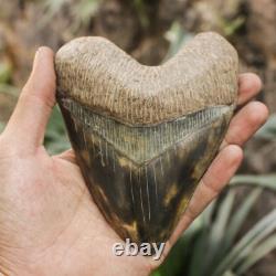 RARENatural 5.1 Fossil Megalodon Shark Tooth Indonesia Black Megalodon Tooth