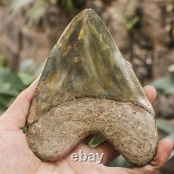 RARENatural 5.1 Fossil Megalodon Shark Tooth Indonesia Black Megalodon Tooth