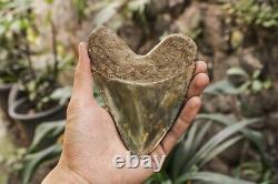 RARENatural 5.1 Fossil Megalodon Shark Tooth Indonesia Black Megalodon Tooth