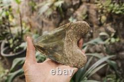 RARENatural 5.1 Fossil Megalodon Shark Tooth Indonesia Black Megalodon Tooth