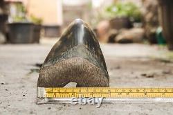 RARENatural 5.1 Fossil Megalodon Shark Tooth Indonesia Black Megalodon Tooth