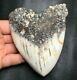 Rare! 4.12 New Caledonia Megalodon Shark Tooth Teeth Fossil Sharks Pacific Jaws