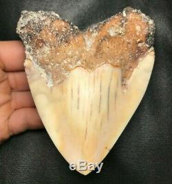 RARE! 4.12 NEW CALEDONIA Megalodon Shark Tooth Teeth Fossil Sharks Pacific jaws
