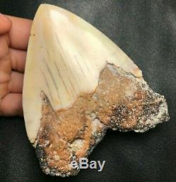 RARE! 4.12 NEW CALEDONIA Megalodon Shark Tooth Teeth Fossil Sharks Pacific jaws