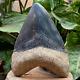 Rare 5,39 Fossil Megalodon Shark Tooth Indonesia Black Megalodon Tooth