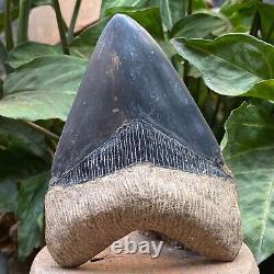 RARE 5,39 Fossil Megalodon Shark Tooth Indonesia Black Megalodon Tooth