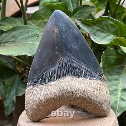 RARE 5,39 Fossil Megalodon Shark Tooth Indonesia Black Megalodon Tooth