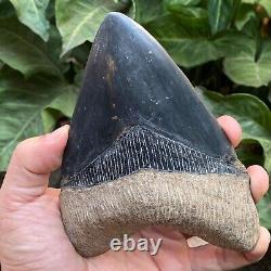 RARE 5,39 Fossil Megalodon Shark Tooth Indonesia Black Megalodon Tooth