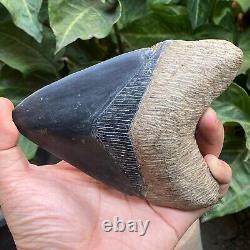 RARE 5,39 Fossil Megalodon Shark Tooth Indonesia Black Megalodon Tooth