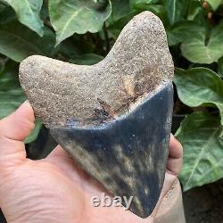 RARE 5,39 Fossil Megalodon Shark Tooth Indonesia Black Megalodon Tooth