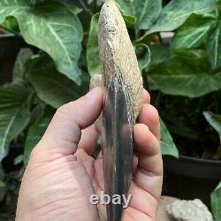 RARE 5,39 Fossil Megalodon Shark Tooth Indonesia Black Megalodon Tooth