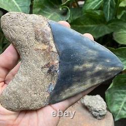 RARE 5,39 Fossil Megalodon Shark Tooth Indonesia Black Megalodon Tooth