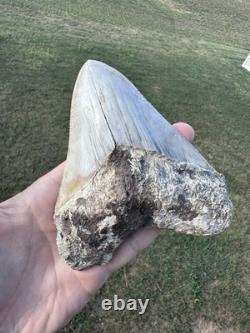 RARE 5.4 Peruvian Megalodon Tooth Fossil Megalodon Tooth From Peru