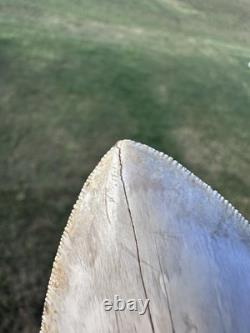 RARE 5.4 Peruvian Megalodon Tooth Fossil Megalodon Tooth From Peru