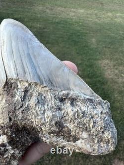 RARE 5.4 Peruvian Megalodon Tooth Fossil Megalodon Tooth From Peru