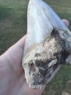 RARE 5.4 Peruvian Megalodon Tooth Fossil Megalodon Tooth From Peru