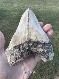 RARE 5.4 Peruvian Megalodon Tooth Fossil Megalodon Tooth From Peru