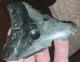 Rare Ancient Megalodon Shark Tooth W Prehistoric Clam Holes! Unique Real Fossil