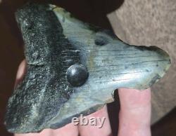 RARE Ancient Megalodon Shark Tooth w Prehistoric Clam Holes! UNIQUE REAL FOSSIL