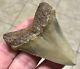 Rare Beautiful -b. Valley- 2.87 X 2.23 Chubutensis/megalodon Shark Tooth Fossil