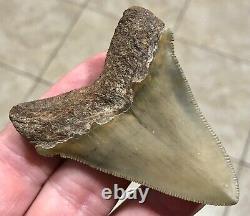 RARE BEAUTIFUL -B. VALLEY- 2.87 x 2.23 CHUBUTENSIS/Megalodon Shark Tooth Fossil