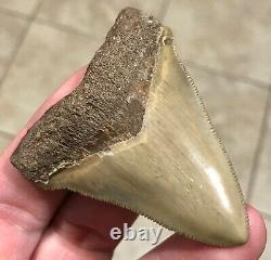 RARE BEAUTIFUL -B. VALLEY- 2.87 x 2.23 CHUBUTENSIS/Megalodon Shark Tooth Fossil
