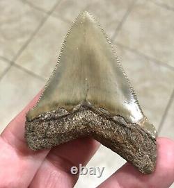 RARE BEAUTIFUL -B. VALLEY- 2.87 x 2.23 CHUBUTENSIS/Megalodon Shark Tooth Fossil