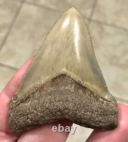 RARE BEAUTIFUL -B. VALLEY- 2.87 x 2.23 CHUBUTENSIS/Megalodon Shark Tooth Fossil