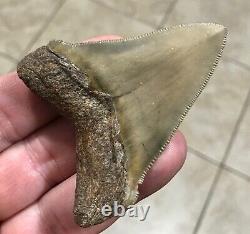 RARE BEAUTIFUL -B. VALLEY- 2.87 x 2.23 CHUBUTENSIS/Megalodon Shark Tooth Fossil