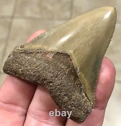 RARE BEAUTIFUL -B. VALLEY- 2.87 x 2.23 CHUBUTENSIS/Megalodon Shark Tooth Fossil